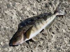 ホッケの釣果