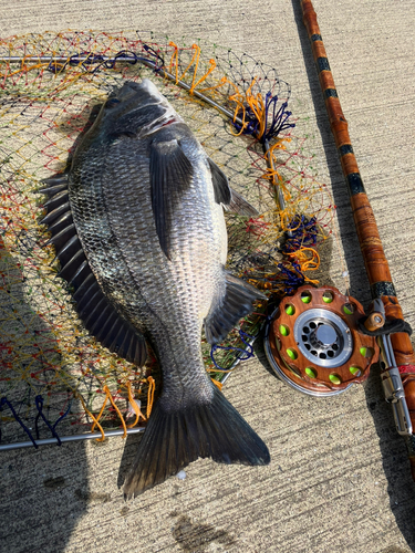 クロダイの釣果