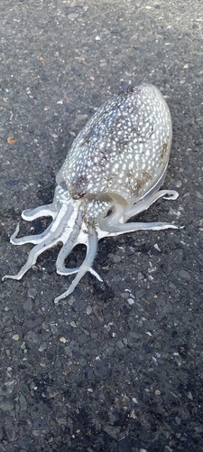 シリヤケイカの釣果