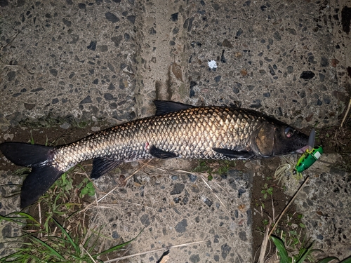 ニゴイの釣果