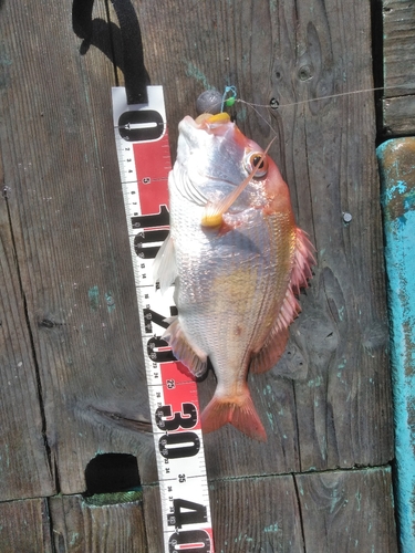 レンコダイの釣果