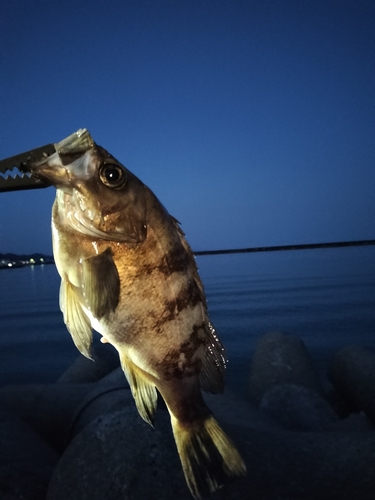 釣果