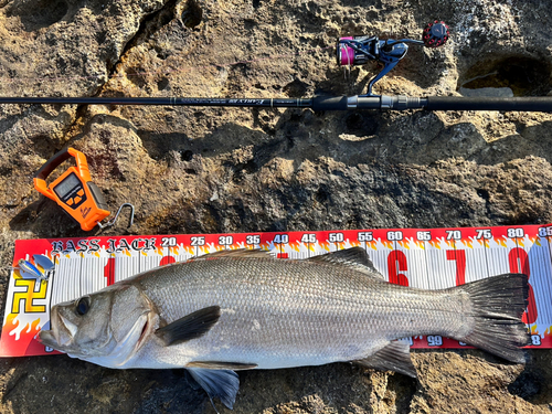 ヒラスズキの釣果