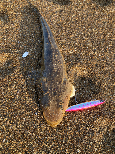 マゴチの釣果