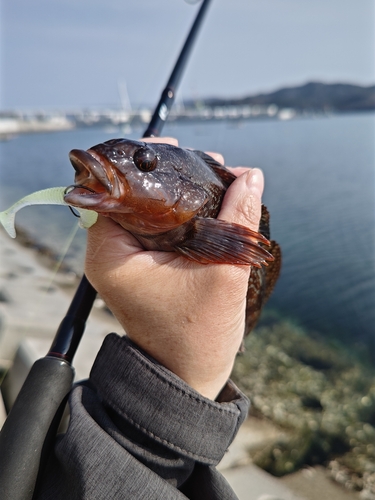 アイナメの釣果