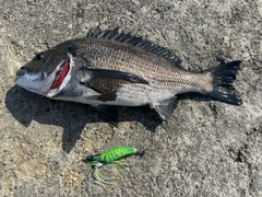 クロダイの釣果