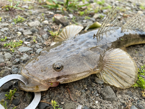 マゴチの釣果