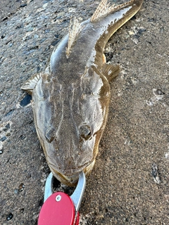 マゴチの釣果