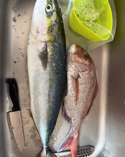 ハマチの釣果