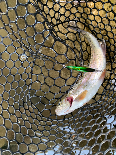 ニジマスの釣果