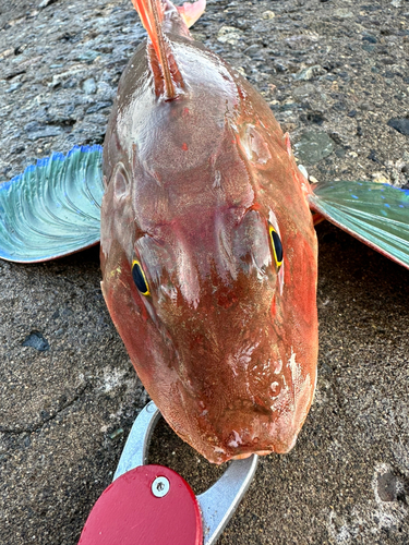 ホウボウの釣果