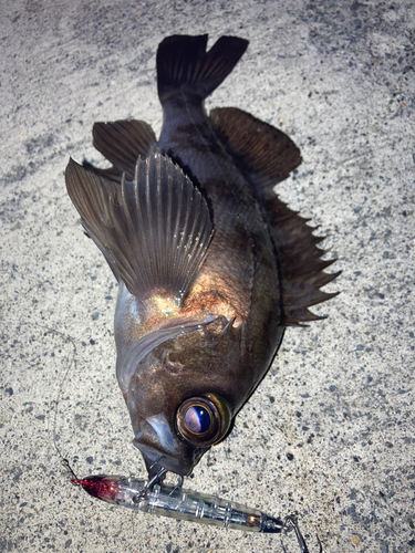 メバルの釣果