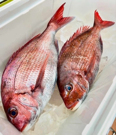 マダイの釣果