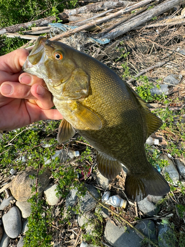 スモールマウスバスの釣果