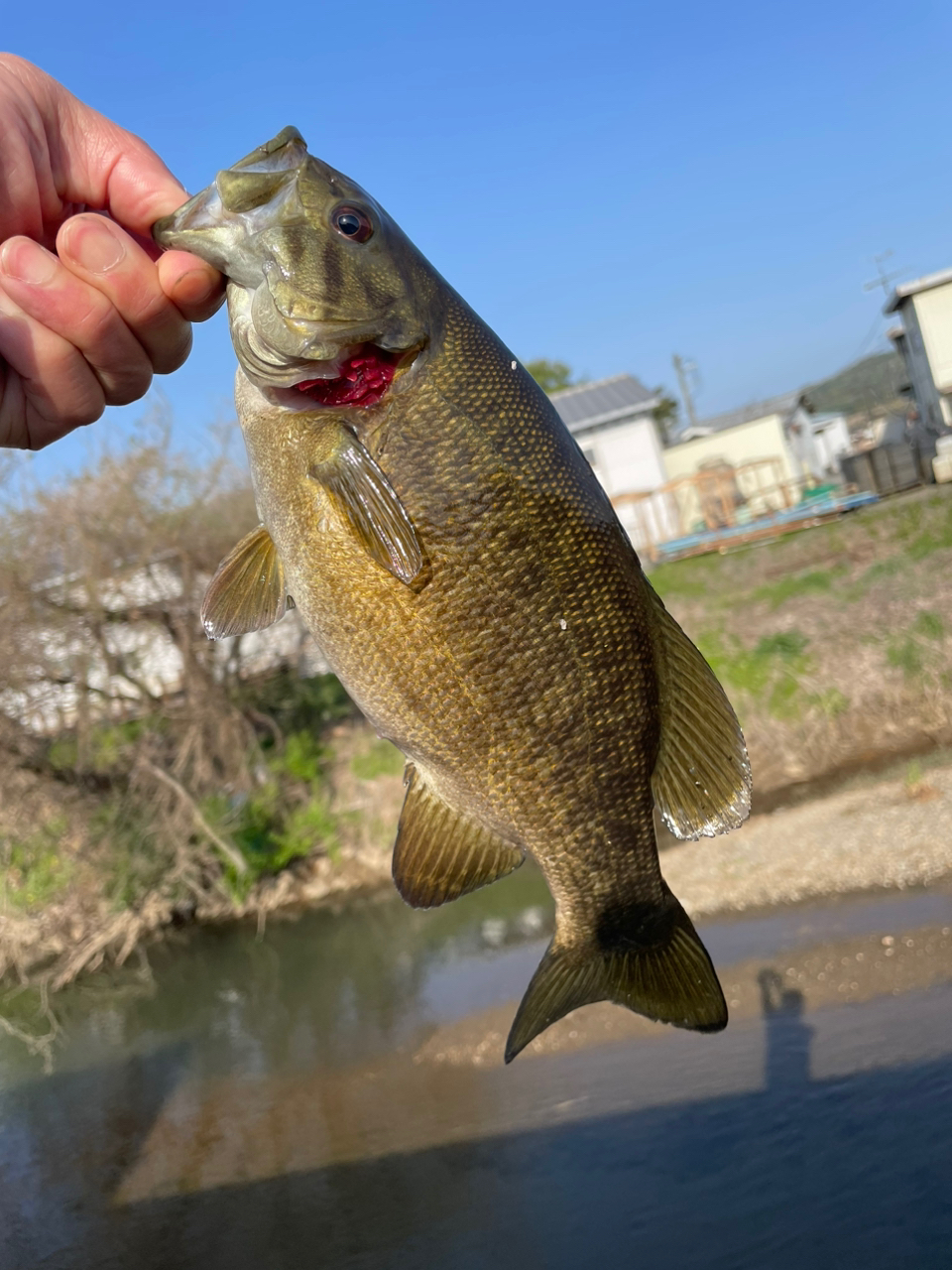 スモールマウスバス