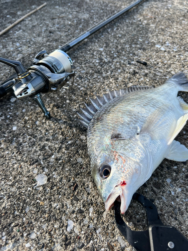 キビレの釣果