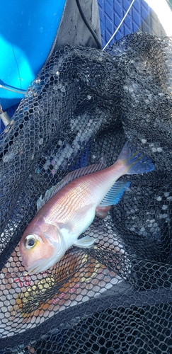 アマダイの釣果