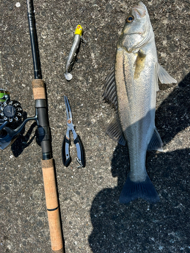 フッコ（マルスズキ）の釣果