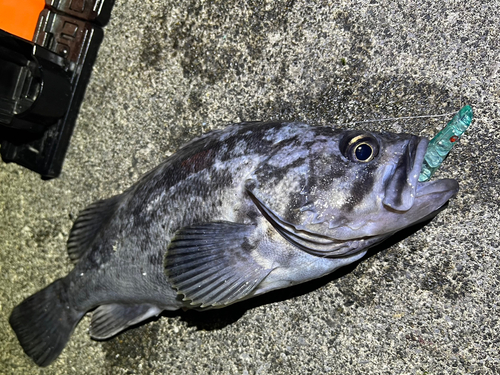 クロソイの釣果