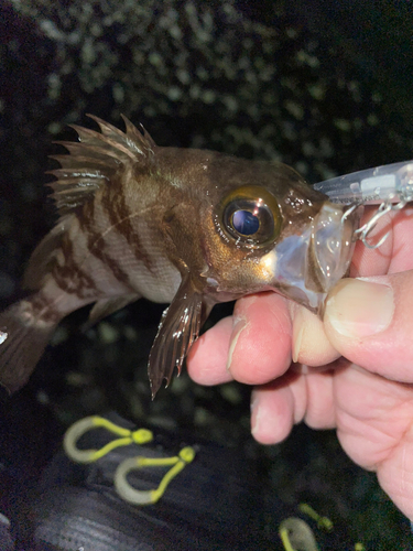 メバルの釣果