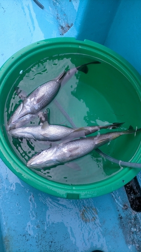 クロムツの釣果