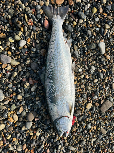 サクラマスの釣果