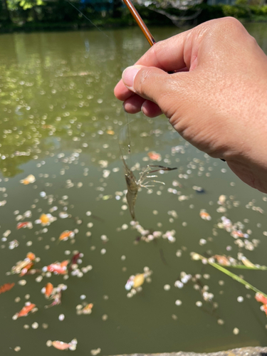 テナガエビの釣果