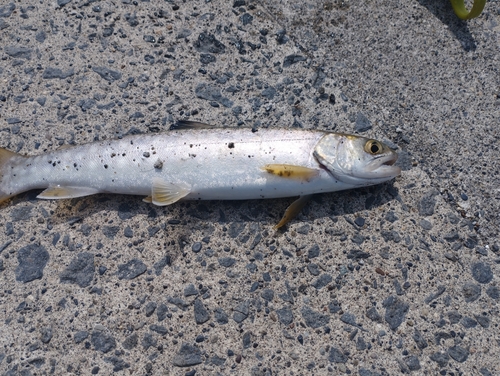 アメマスの釣果