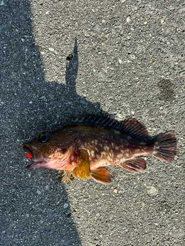 ガガネの釣果