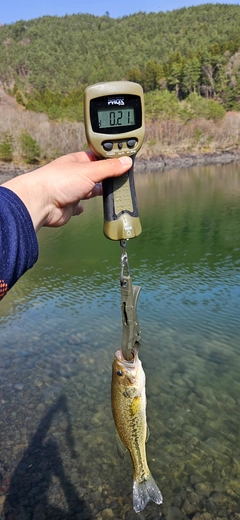 ラージマウスバスの釣果