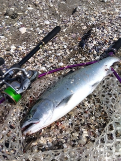 サクラマスの釣果