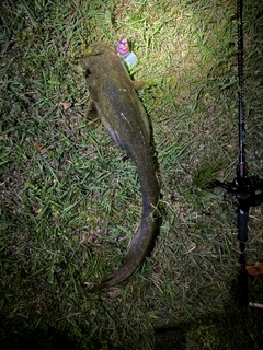 マナマズの釣果