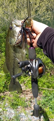 ブラックバスの釣果