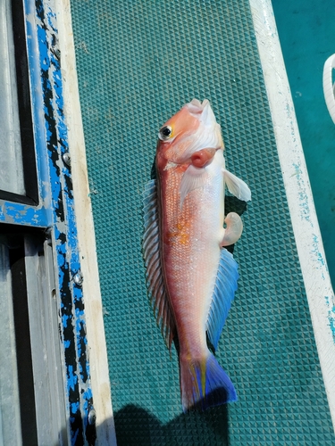 アカアマダイの釣果