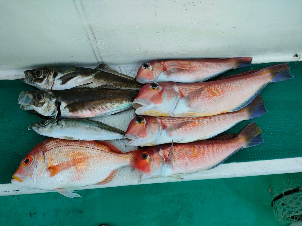 Hinamuraさんの釣果 3枚目の画像