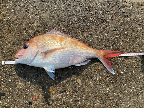 タイの釣果