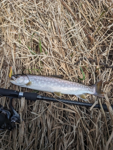 アメマスの釣果