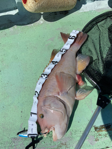 コブダイの釣果