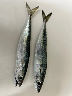 サバの釣果