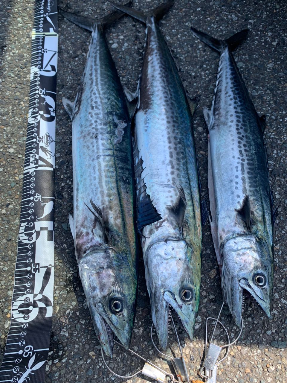サゴシの130 さんの 2024年04月14日のサゴシの釣り・釣果情報(福井県 - 九頭竜川河口) - アングラーズ | 釣果600万件の ...