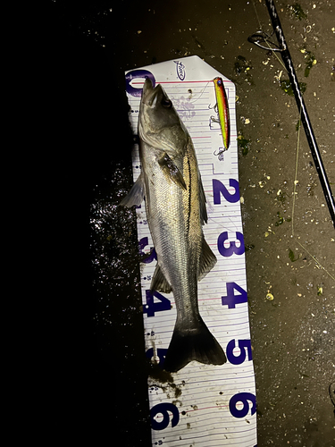 シーバスの釣果