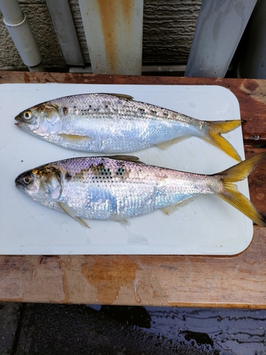 コノシロの釣果