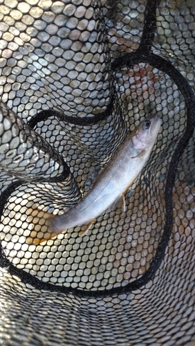 ニッコウイワナの釣果