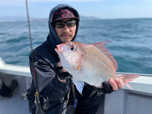 マダイの釣果