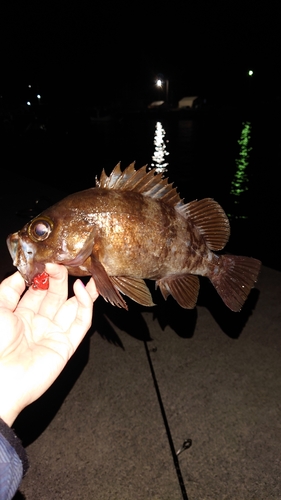 メバルの釣果