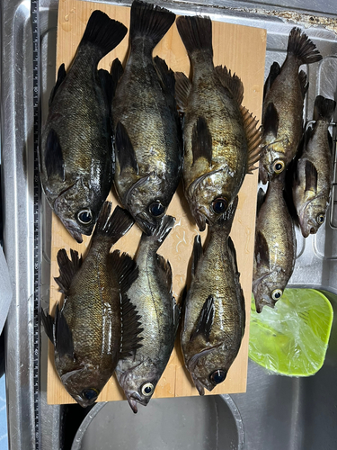 メバルの釣果