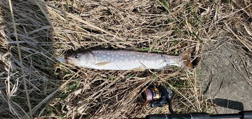 イワナの釣果