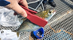 コノシロの釣果