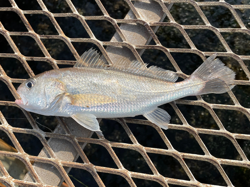 イシモチの釣果