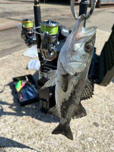 セイゴ（マルスズキ）の釣果